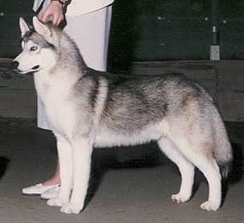 Photo of Rainy Nights Debut Of Syntari