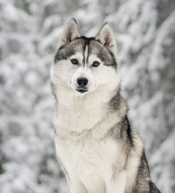 Photo of Okami's True Love