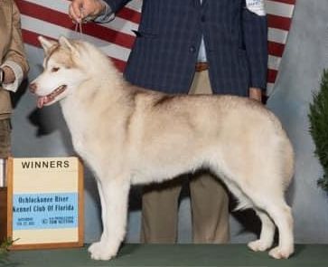 Photo of Snowmist’s Raspberry