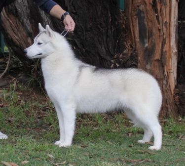 Photo of Kamchatka Bombshell