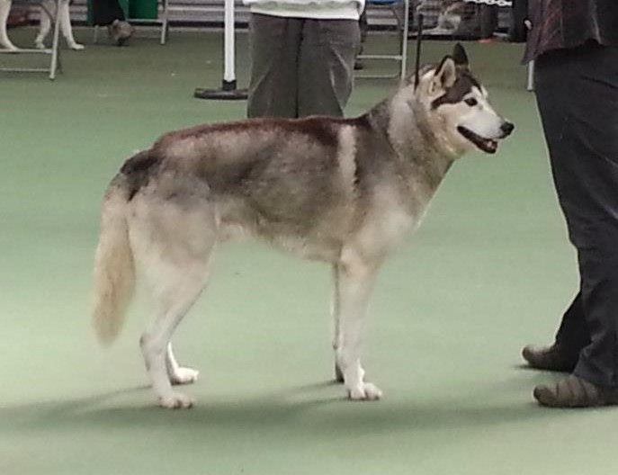 Photo of Jedeye Nemo of Manitou at Sassicaia (IMP USA)