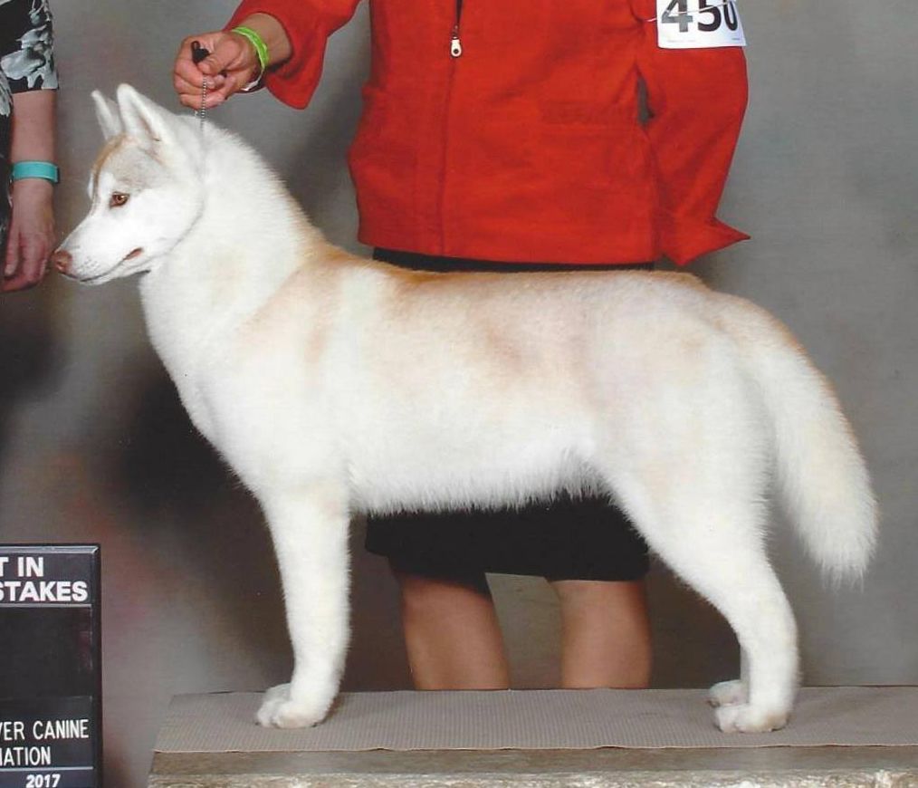 Photo of Nanook’s On Wings Of Fire
