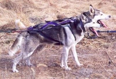 Photo of Vitek Yupik of Jedeye