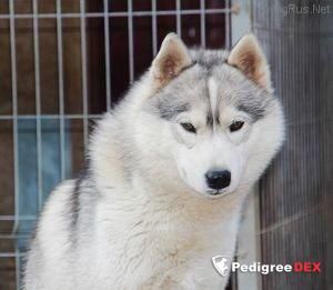 Photo of Reventon Siberians Go Ahead
