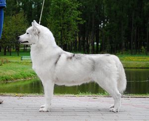 Photo of Snow Galaxy Go To Be A Star
