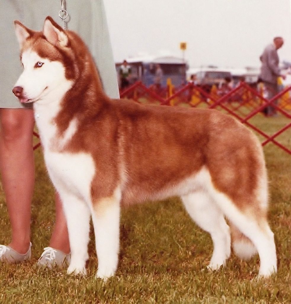 Photo of Talocon Nova's Calypso