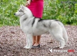 Photo of Korol-Korolevich of Siberian Country