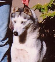 Photo of Liyaza’s Canamonda Kourtney