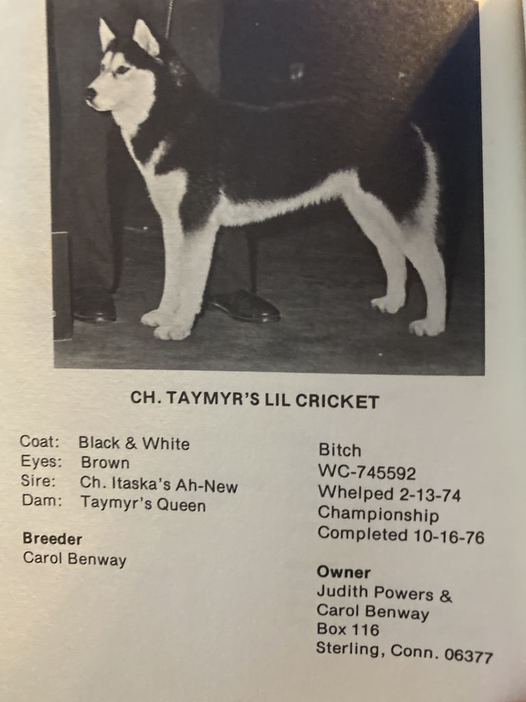 Photo of Taymyr’s Lil Crickett