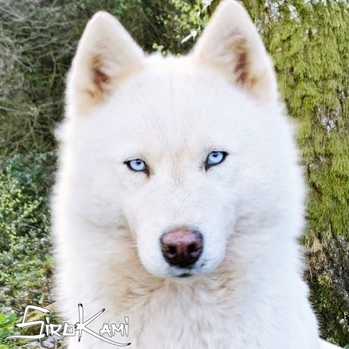 Photo of Liubov's Nassica