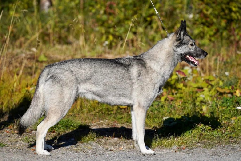 Photo of Artemis Wolf For North Eyes Anana Amarok