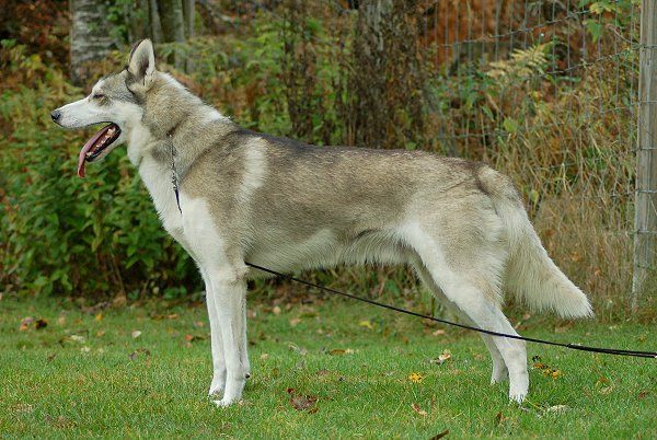 Photo of Huskyville's Apache Crazy Horse