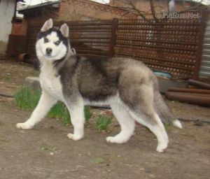 Photo of Big Flauer Gospozha Udacha