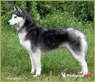 Photo of Karnovanda’s Lisette