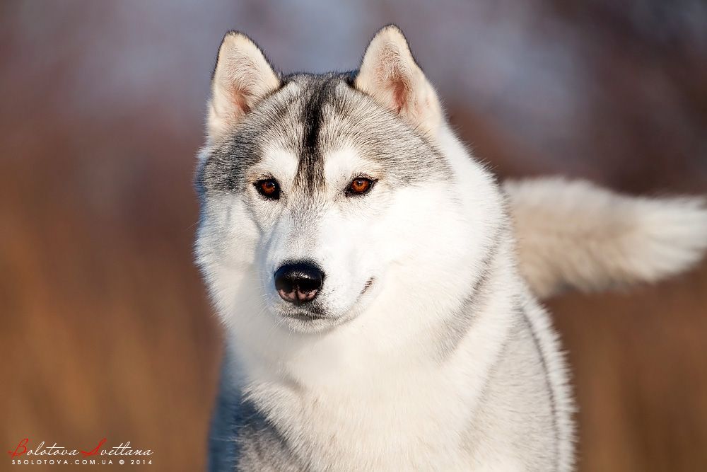 Photo of Siberian Miracle Grand Bliss