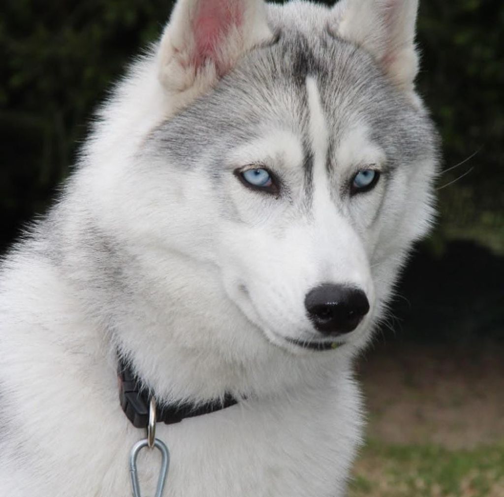 Photo of Ciucki's Nala II