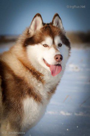 Photo of Husky Haven Hollywood Hills