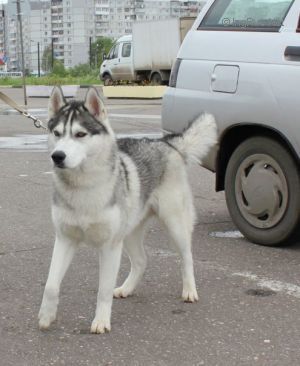 Photo of Semargl Galileo