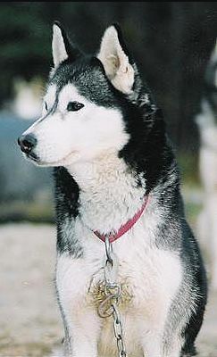 Photo of NorthWapiti’s Super Grover