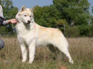 Photo of Husky Haven Barbie