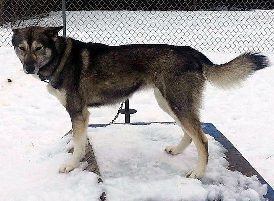 Photo of BrayHill’s Velvet