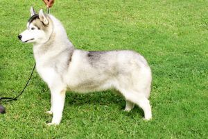 Photo of Galeas Kennel Athena