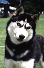 Photo of Wolvereen In Free Spirit