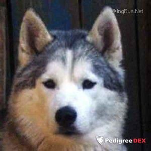 Photo of Husky Haven Aurelia