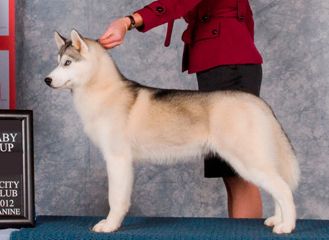 Photo of Wolvereen I’m Gonna B A Star