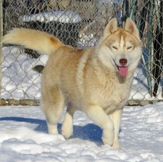 Photo of Arcticsun’s Larke Song