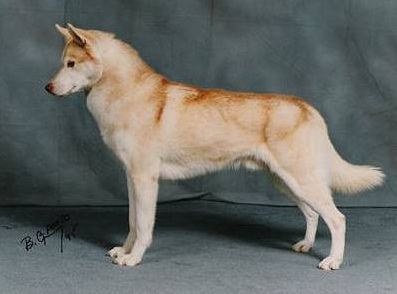Photo of The Professor of NorthWapiti