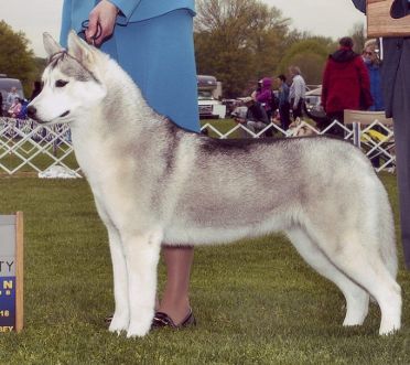 Photo of Snocrest’s Pure Adrenaline