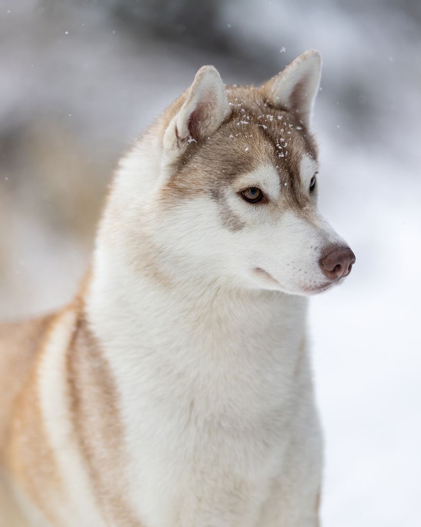 Photo of Brigimerci Lost in Denali's Love