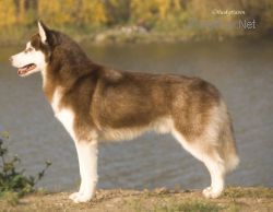 Photo of Husky Haven Non Stop Dance