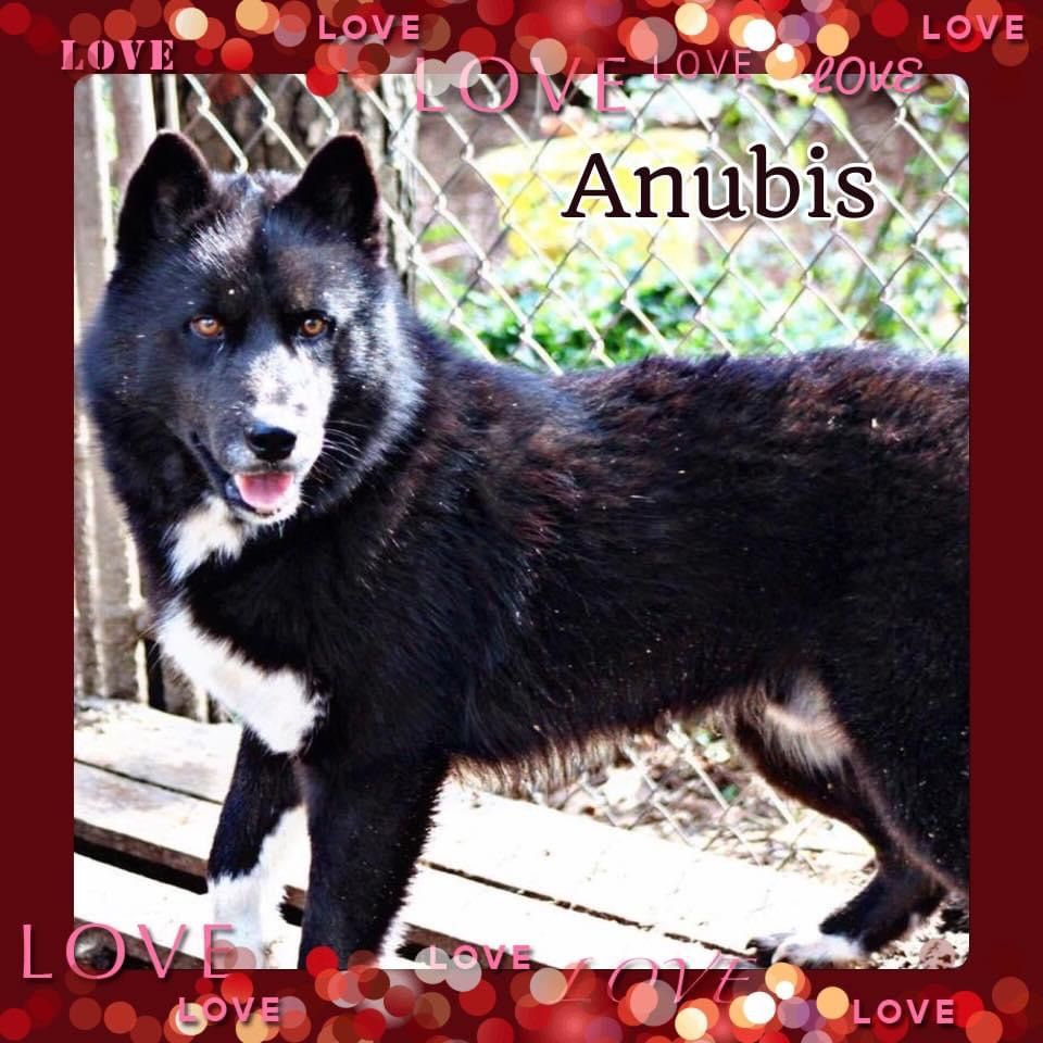 Photo of Anubis Creeping Darkness