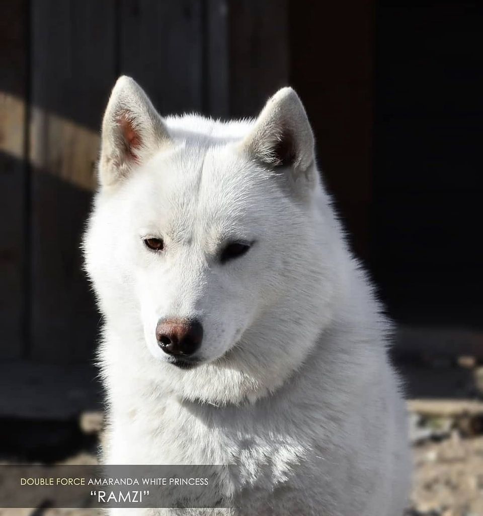 Photo of Amaranda White Princess