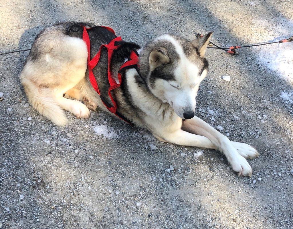 Photo of October's Diamond Dog Bowie