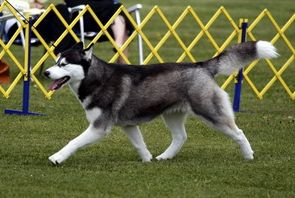 Photo of Huskavarna’s Naughty By Nature