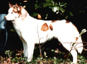 Photo of Newlook Of Artic Sun