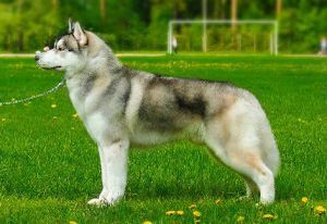 Photo of Gjel In Snowy Siberia Born
