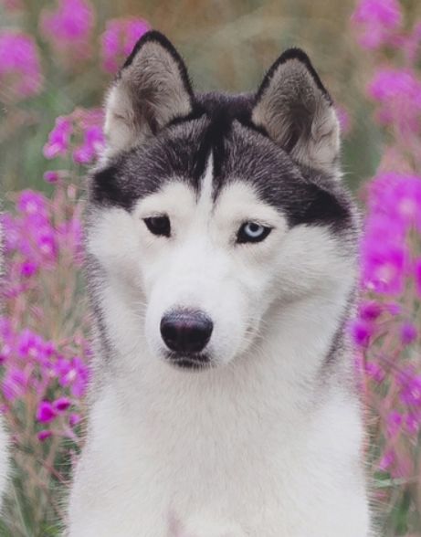 Photo of Roxyro's Gorgeous Siberian Lady
