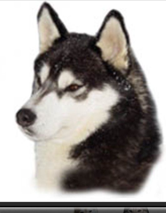 Photo of Alaskan’s Chitka Of Anadyr