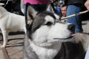 Photo of Arctic Magic Europa Plus