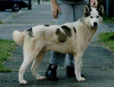 Photo of Huskihaus Indy D of Kiska M