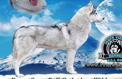 Photo of Snow Ball Orthodox Wild