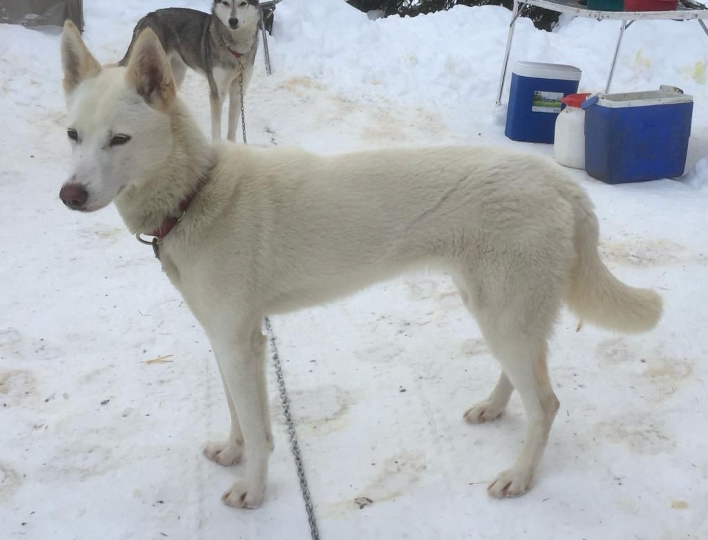 Photo of Jennifer Lopez ab Canis Polaris