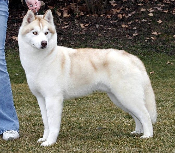 Photo of Simba del Karraces