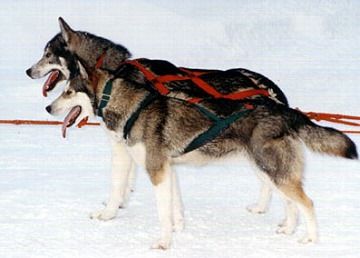 Photo of Arctic Soul Irita
