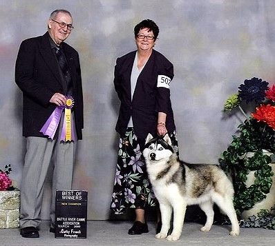 Photo of Barkarian’s In Your Dreams