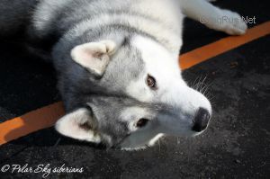 Photo of Husky Haven Winter Promise